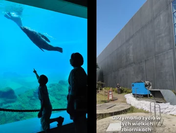 Ochrona Afrykarium w ZOO Wrocław