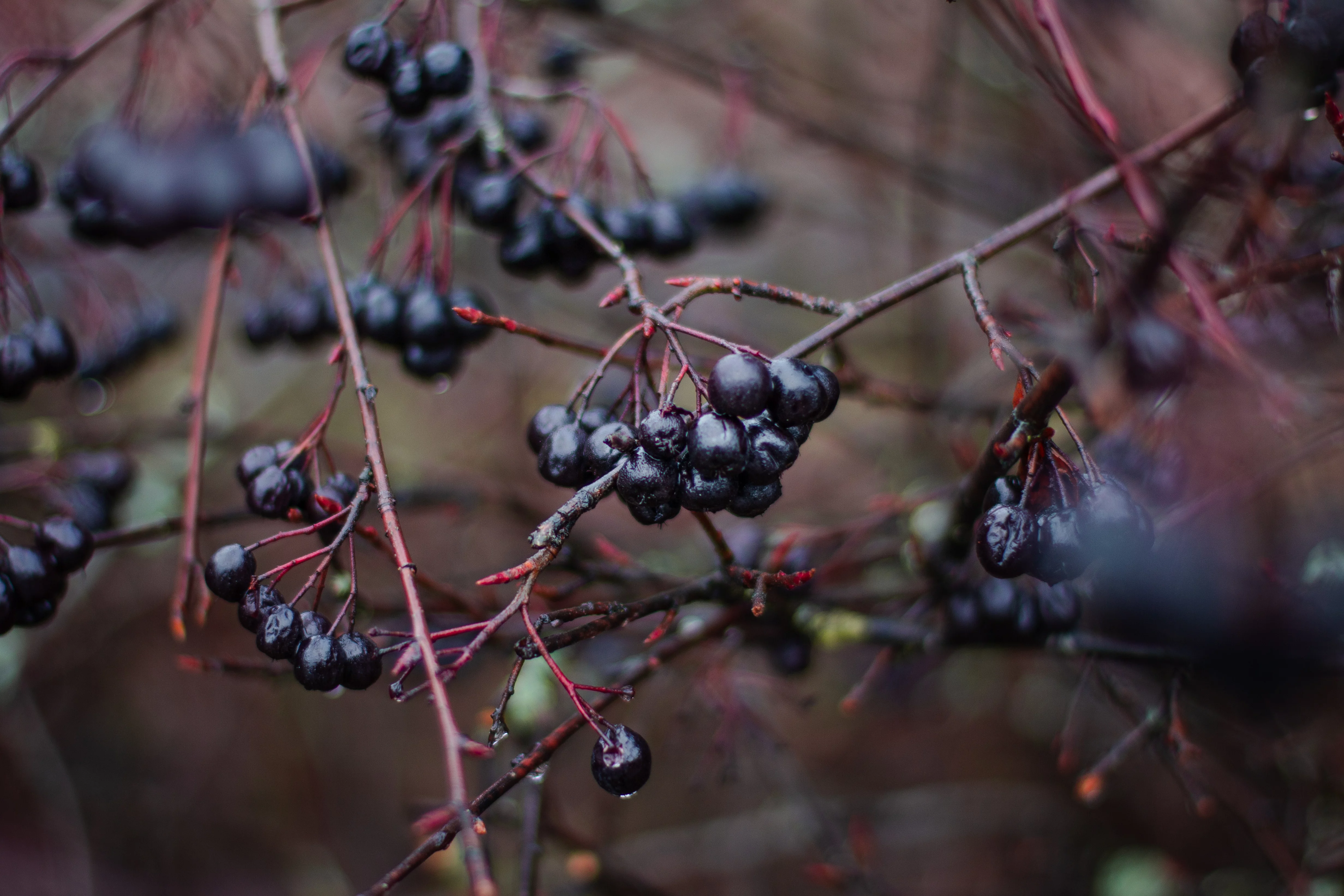 Aronia