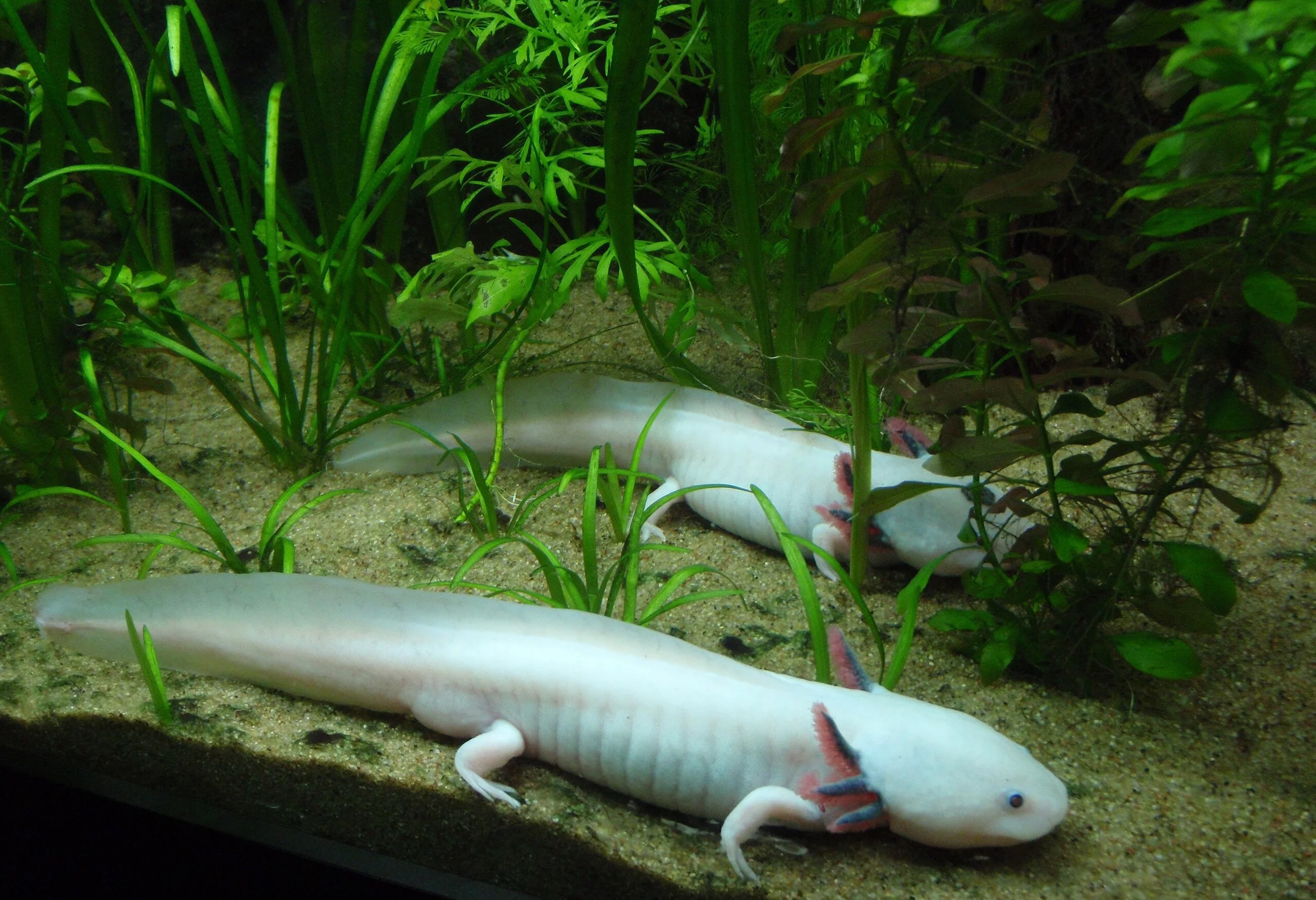 Aksolotl