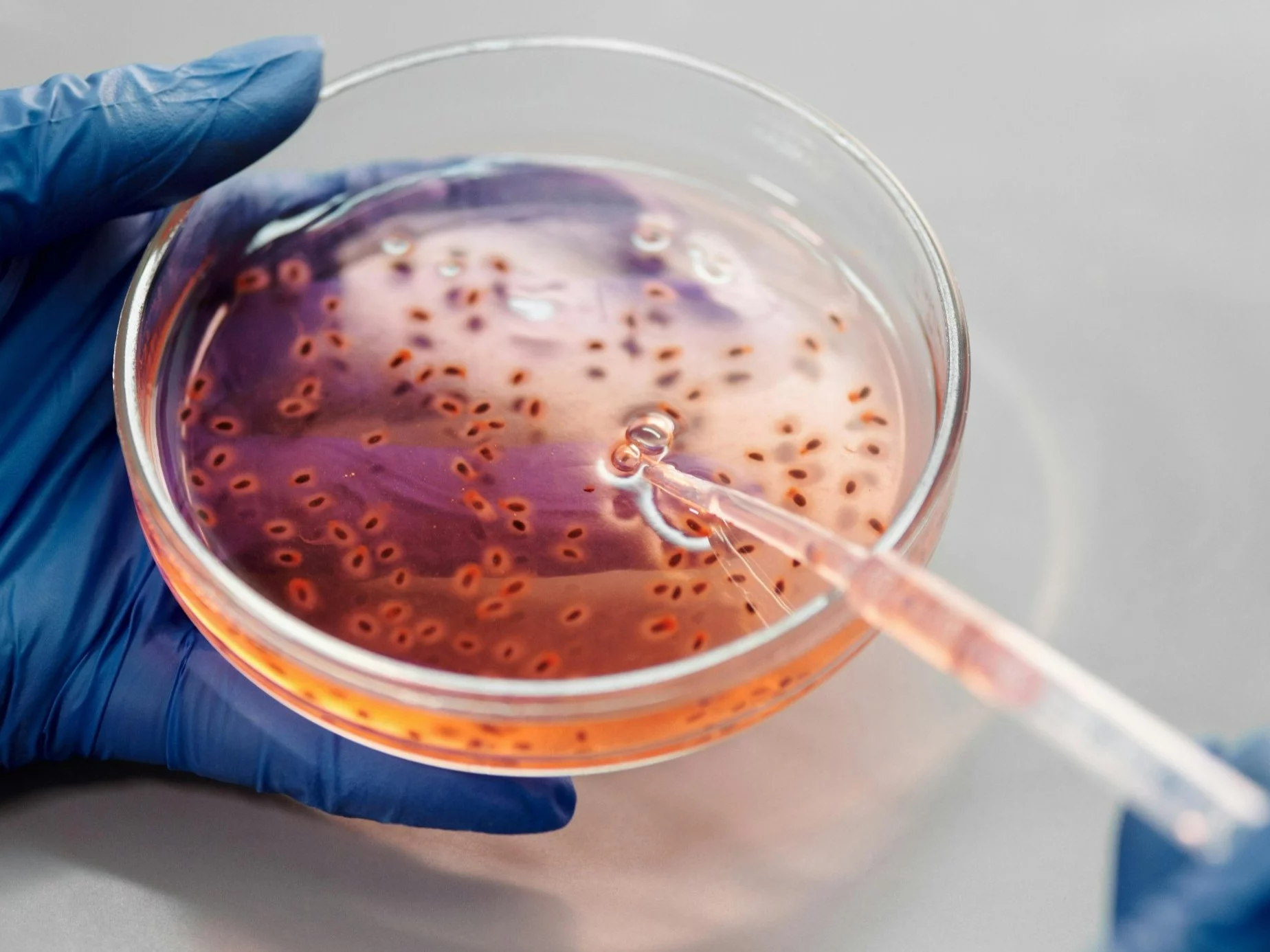 Odkryto nowy typ bakterii. Są zdolne do przewodzenia prądu