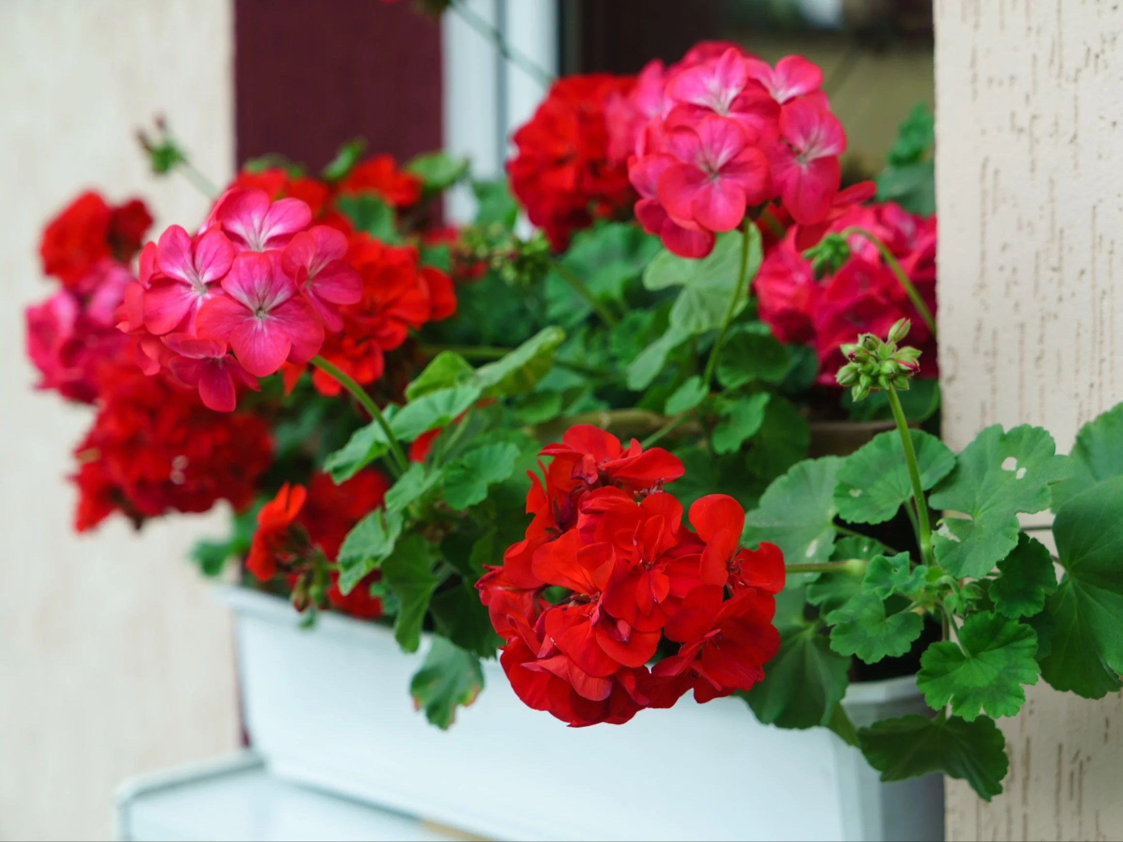 Odpowiednio dobrana odżywka z dużą ilością potasu sprawia, że pelargonie tworzą nowe pąki i kwitną nieprzerwanie aż do późnej jesieni