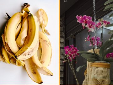 Odżywkę z skórek banana polubią wszystkie rośliny, ale szczególnie polecana jest do storczyków