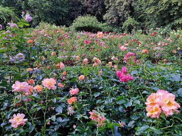 Ogród różany w Ogrodzie Botanicznym Uniwersytetu Warszawskiego w Warszawie