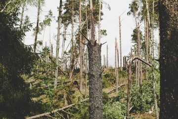 Ogromne zniszczenia w lasach