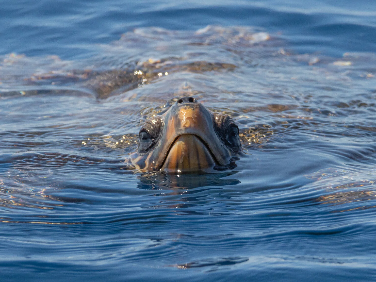 Żółw Caretta