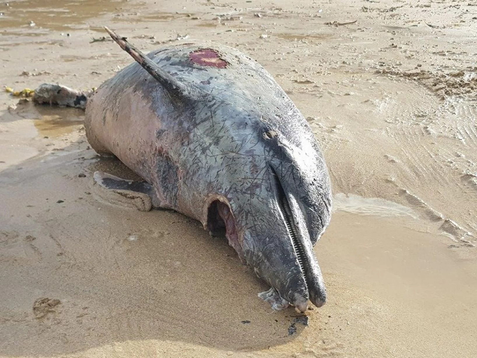 Martwy delfin w Kornwalii