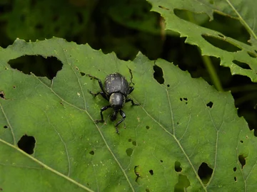 Opuchlak czarny, Otiorhynchus coecus