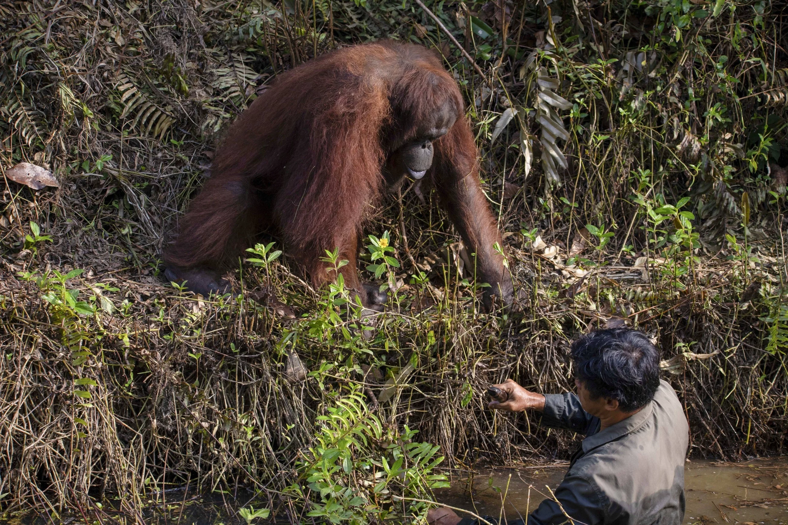 Pomocny orangutan uwieczniony przez Anila Prahbakara