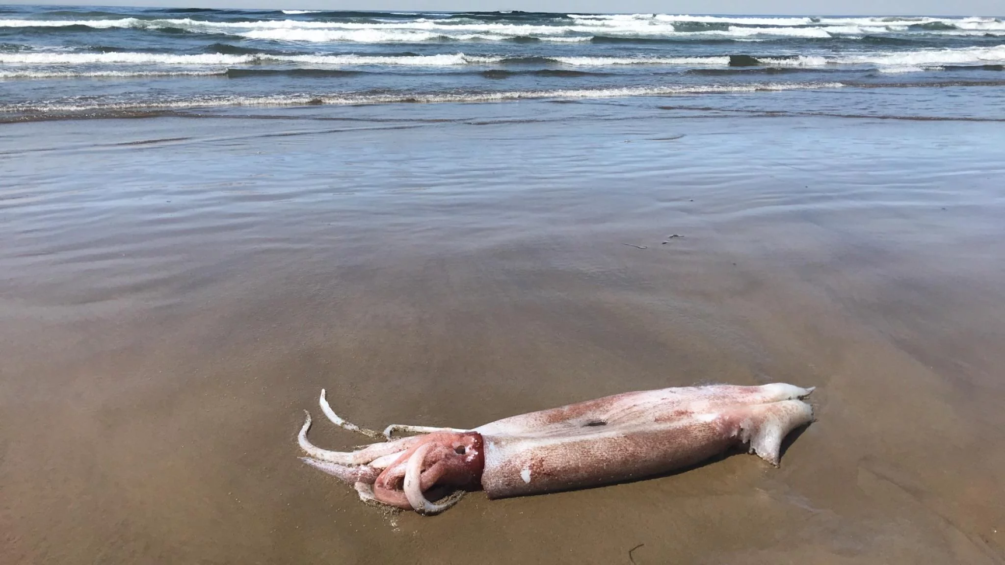 Onykia robusta znaleziona na plaży