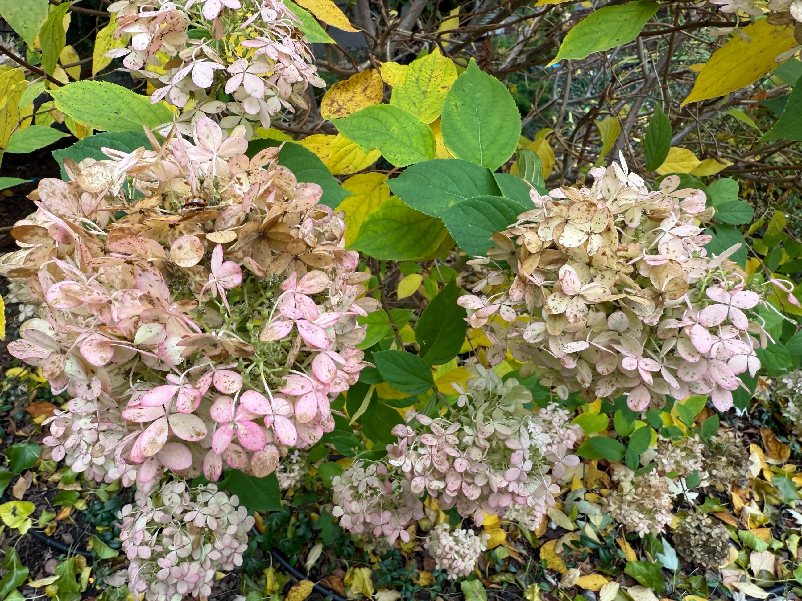 Hortensje ogrodowe wymagają zimowego zabezpieczenia — bez tego wiosną mogą nie zakwitnąć