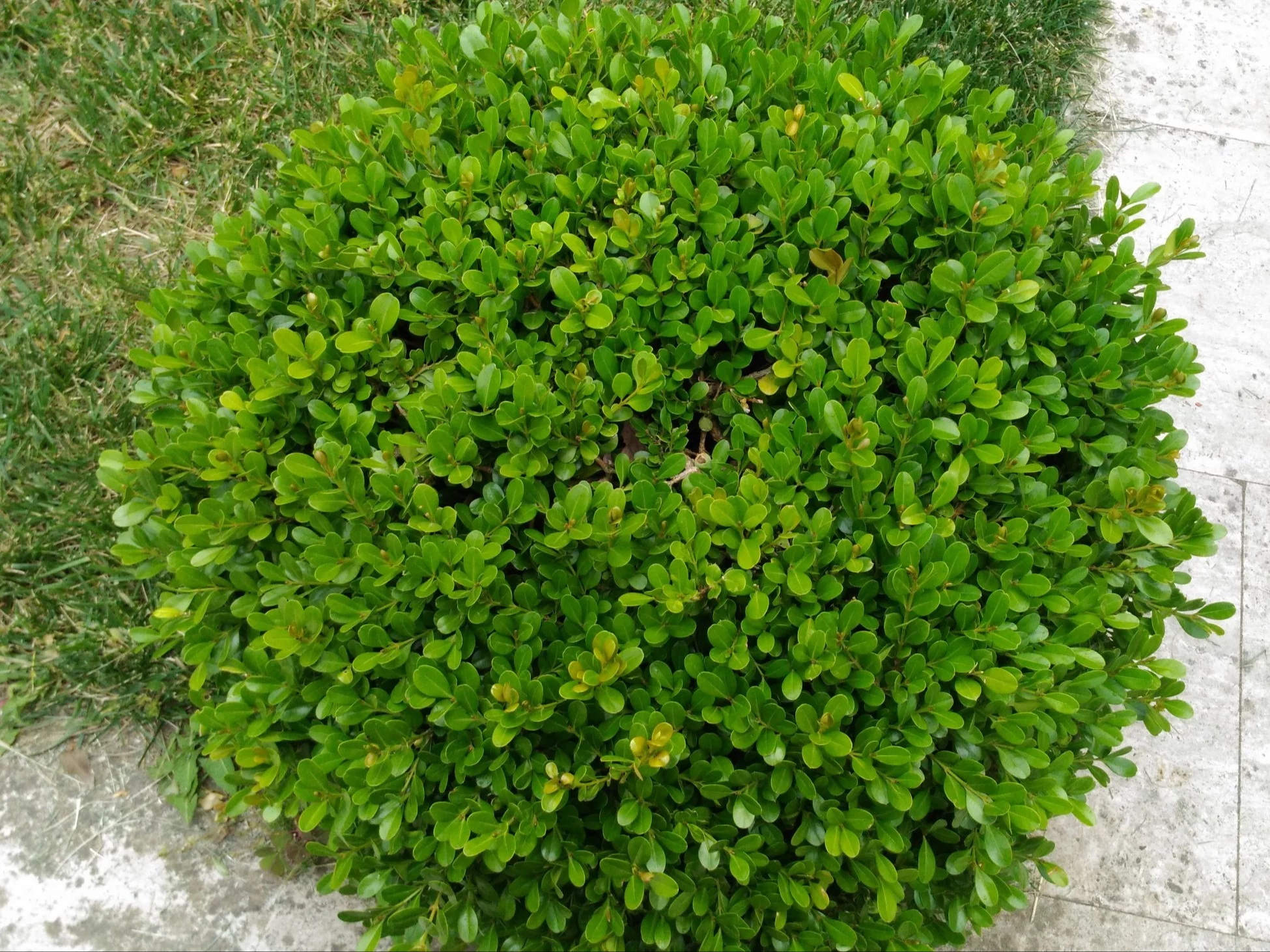Osrokrzew karbowanolistny (Ilex crenata) pochodzi z Azji Wschodniej (Japonia, Korea, Chiny), gdzie od wieków jest ceniony jako roślina ozdobna i żywopłotowa