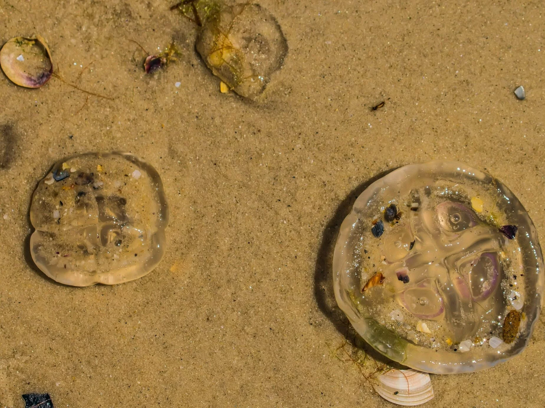 Meduzy na plaży