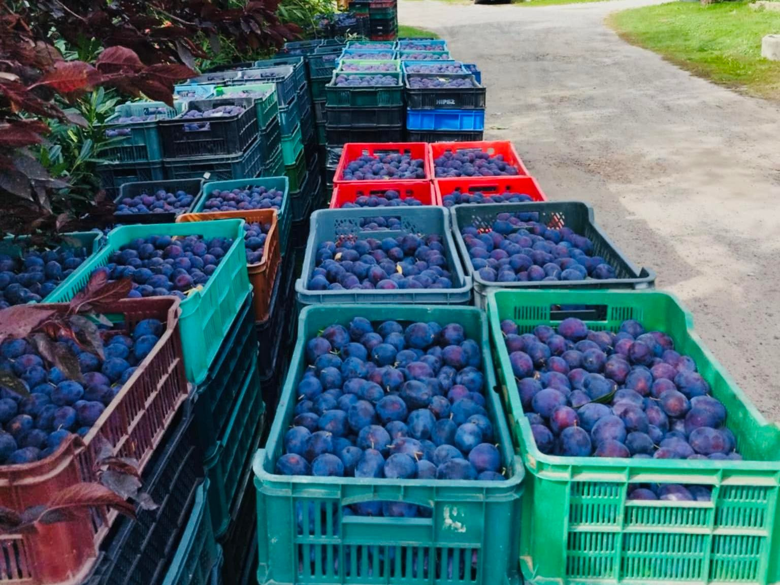 Oszukany sadownik musiał sprzedać 11 ton śliwek. Internauci ruszyli z pomocą