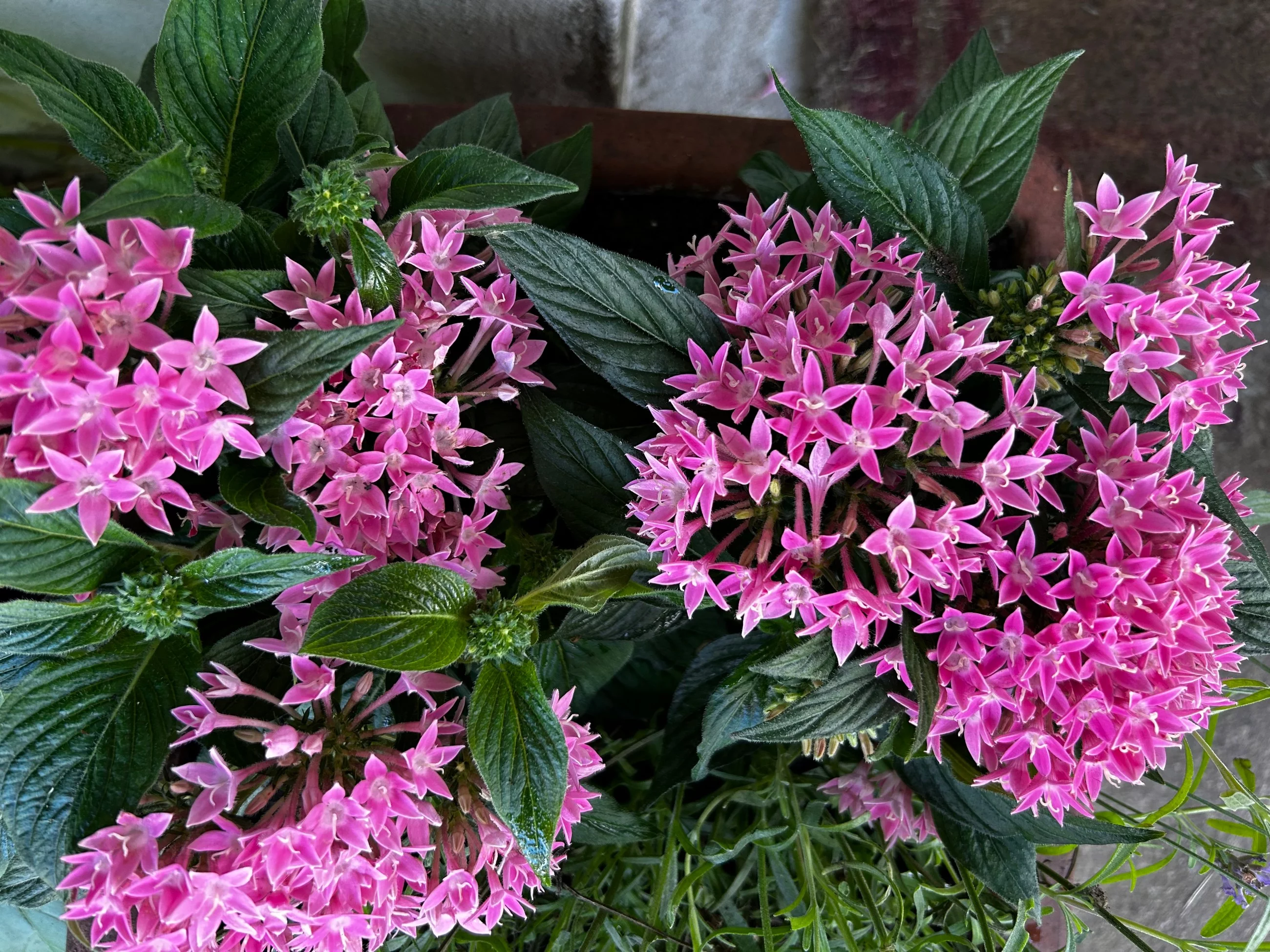 Piętak lancetowaty  / Pentas lanceolata