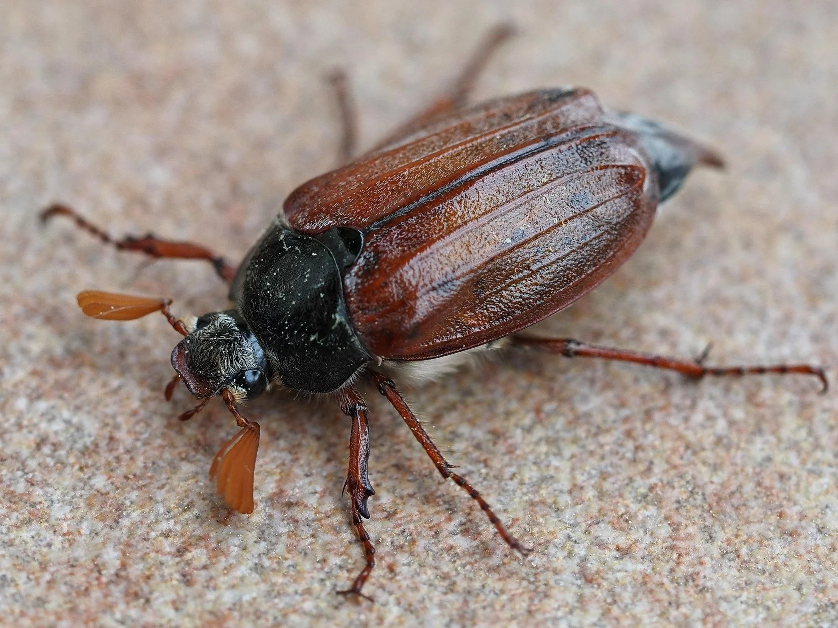 Chrabąszcz, zdjęcie ilustracyjne