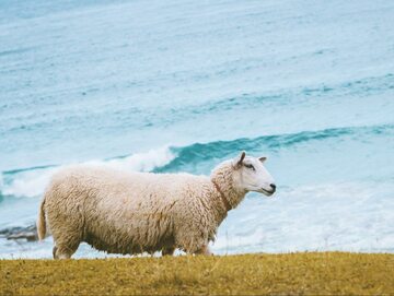 Owca na plaży/ zdjęcie poglądowe