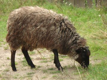 Owca wrzosówka