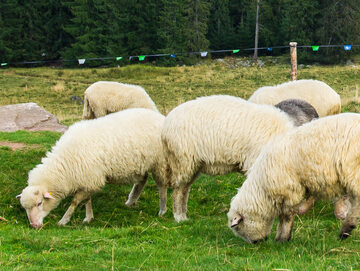 Owce na Rusinowej Polanie