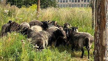 Owce w parku nad Opływem Motławy w Gdańsku