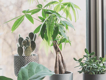 Pachira wodna (w środku) i grubosz (po prawej) to rośliny, które przynoszą szczęście w sprawach finansowych. Jednak zestawienie ich z kaktusem (z lewej) może wszystko popsuć – kolczaste rośliny w feng shui mają nienajlepszą energię