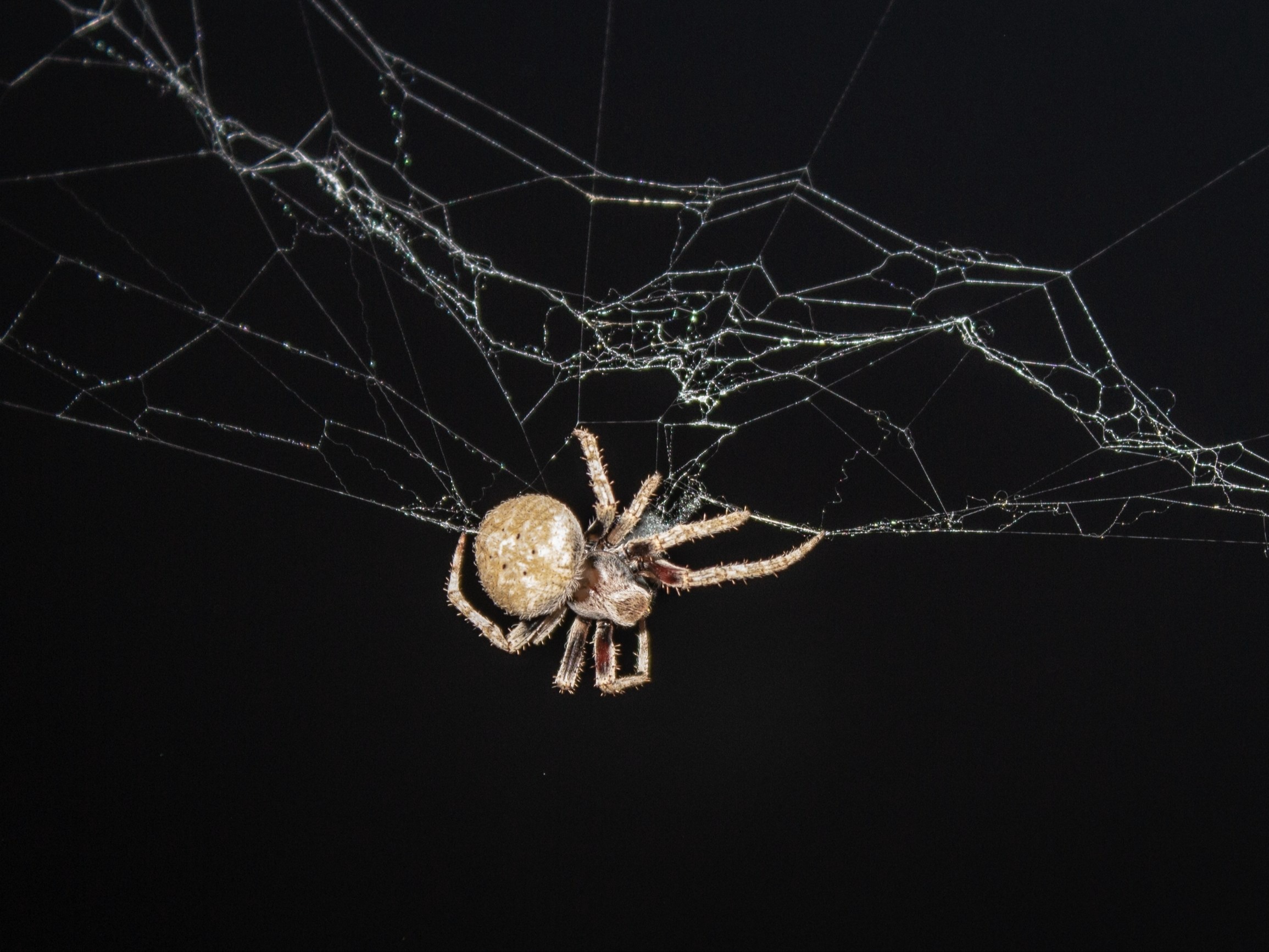 Wygląda jak liść, zabija bez ostrzeżenia. Ten pająk rozpuszcza swoje ofiary żywcem
