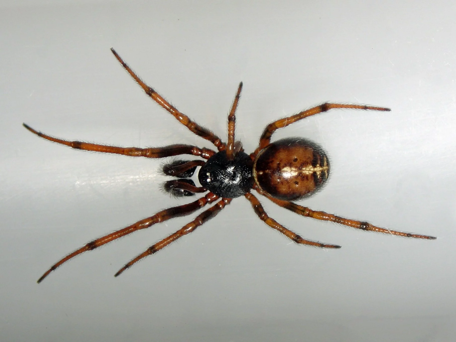 Pająk Zyzuś tłuścioch / Steatoda bipunctata
