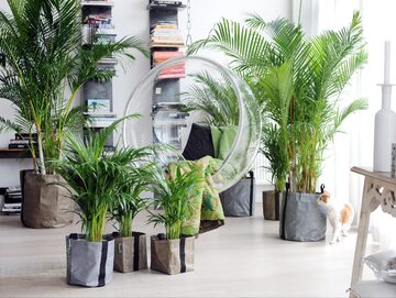 Palmy domowe potrzebują wysokiej wilgotności powietrza