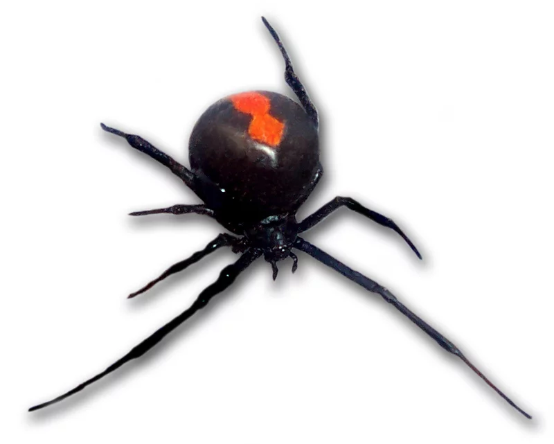 Latrodectus hasselti