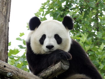 Panda, zdjęcie ilustracyjne