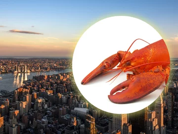 Panorama Nowego Jorku, Homarus americanus, zdjęcie ilustracyjne