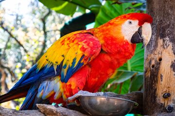 Papuga, zdjęcie ilustracyjne