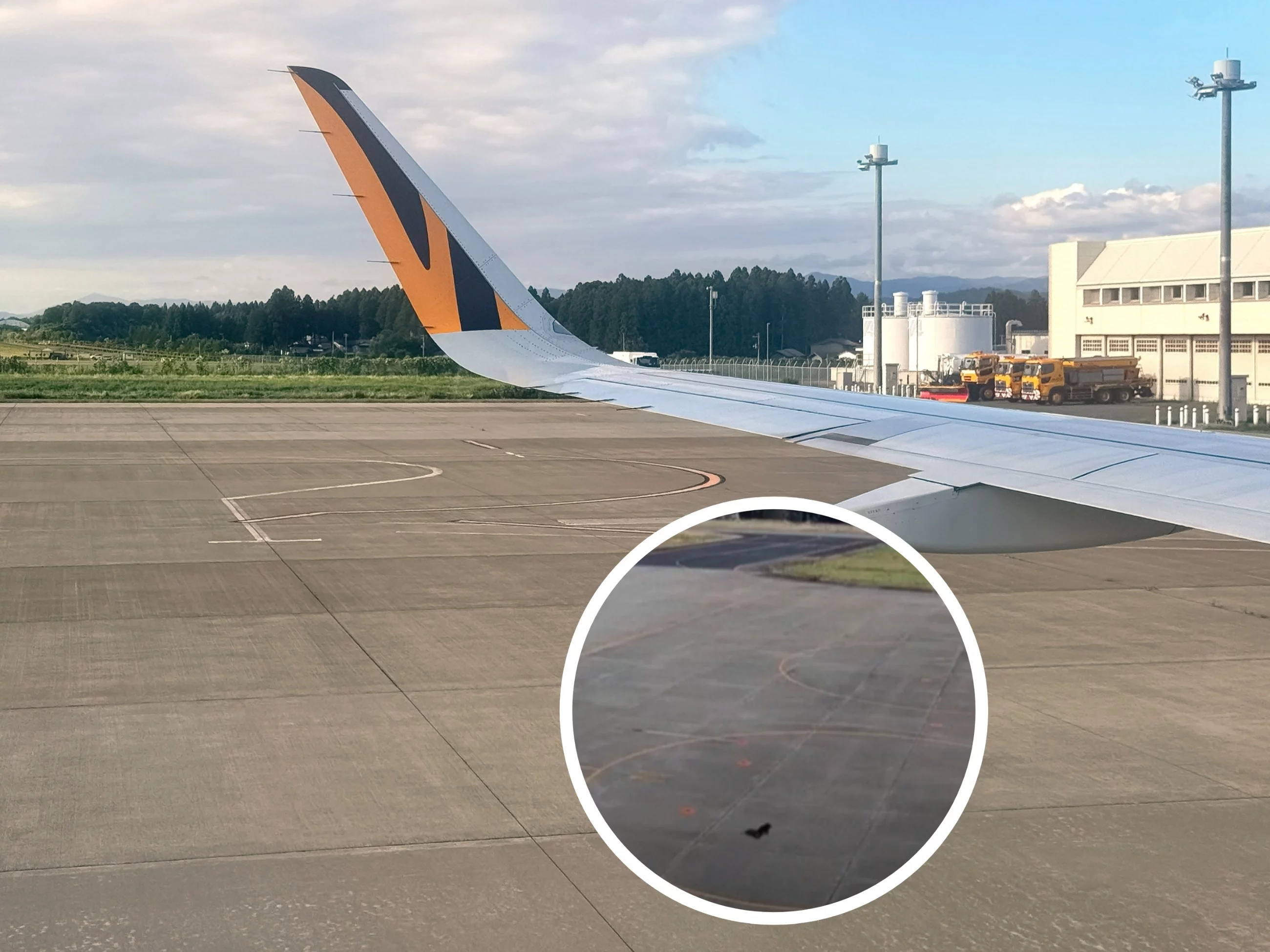 Paraliż lotniska przez puchate zwierzę. Wszystko uwieczniły kamery