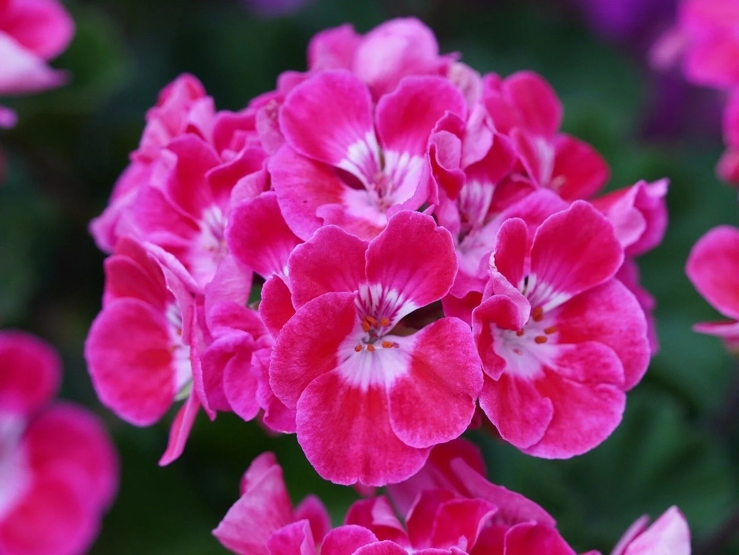 Pelargonia