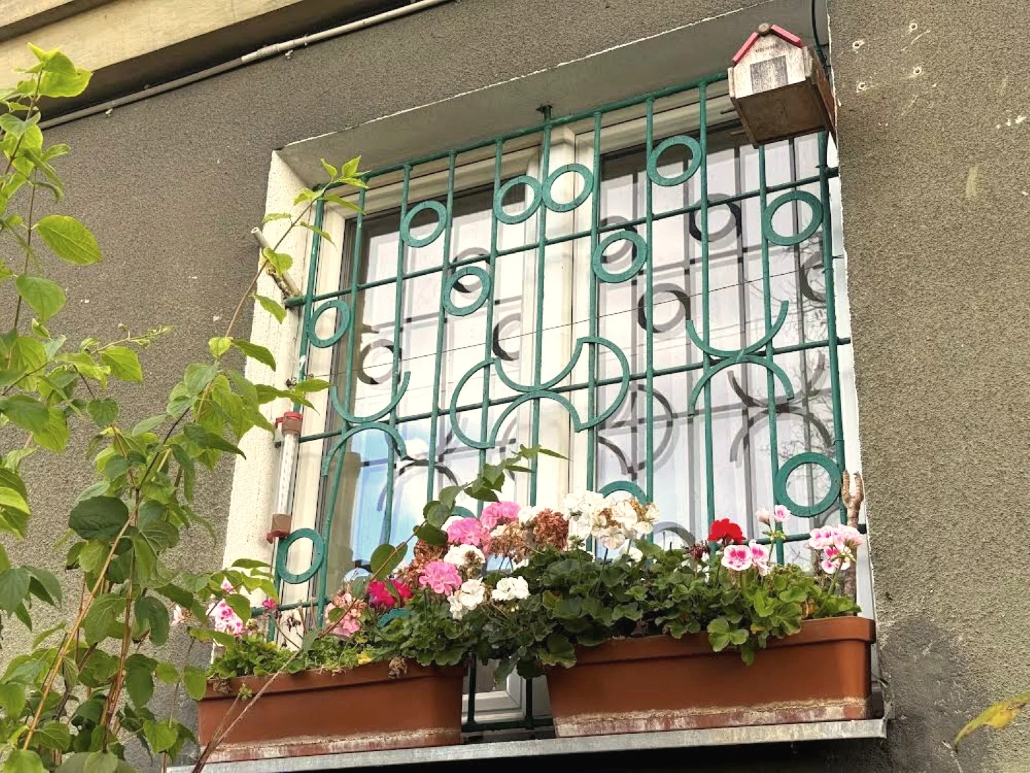 Niezawodny sposób na zimowanie pelargonii