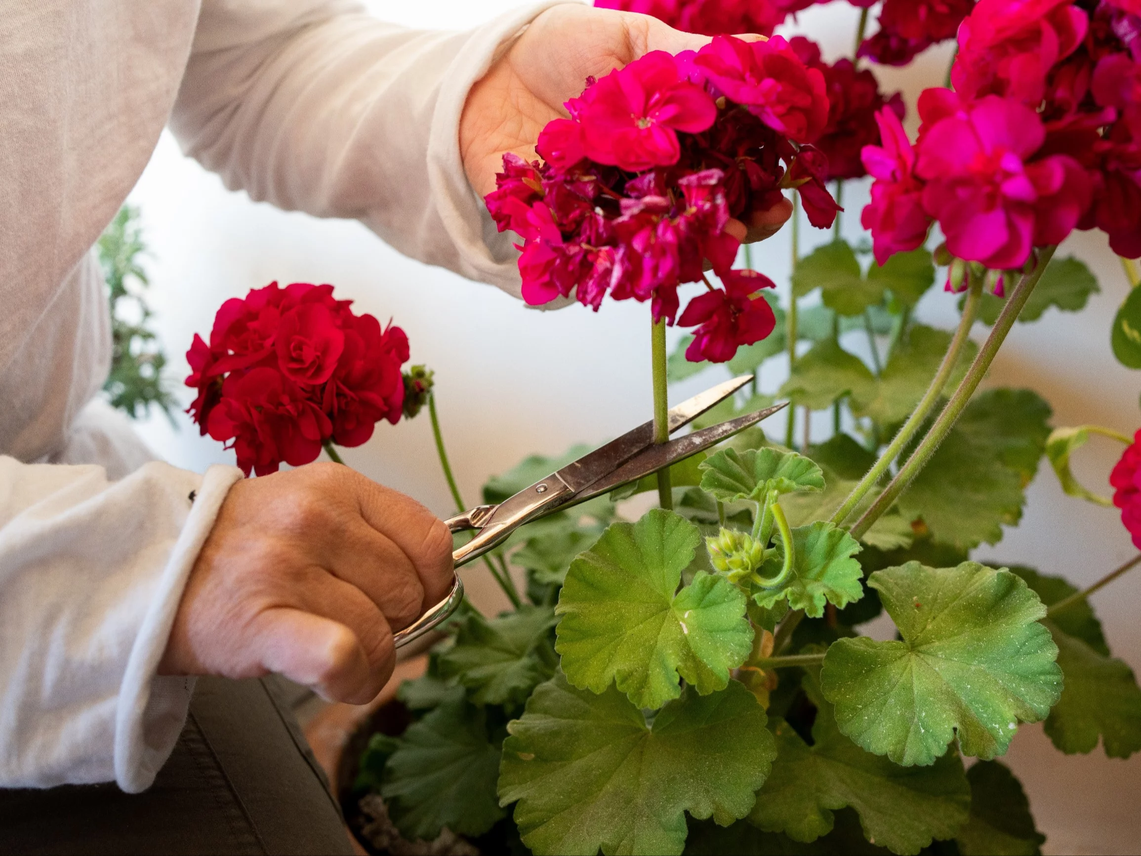 Przytnij pelargonie jesienią metodą „max 20”