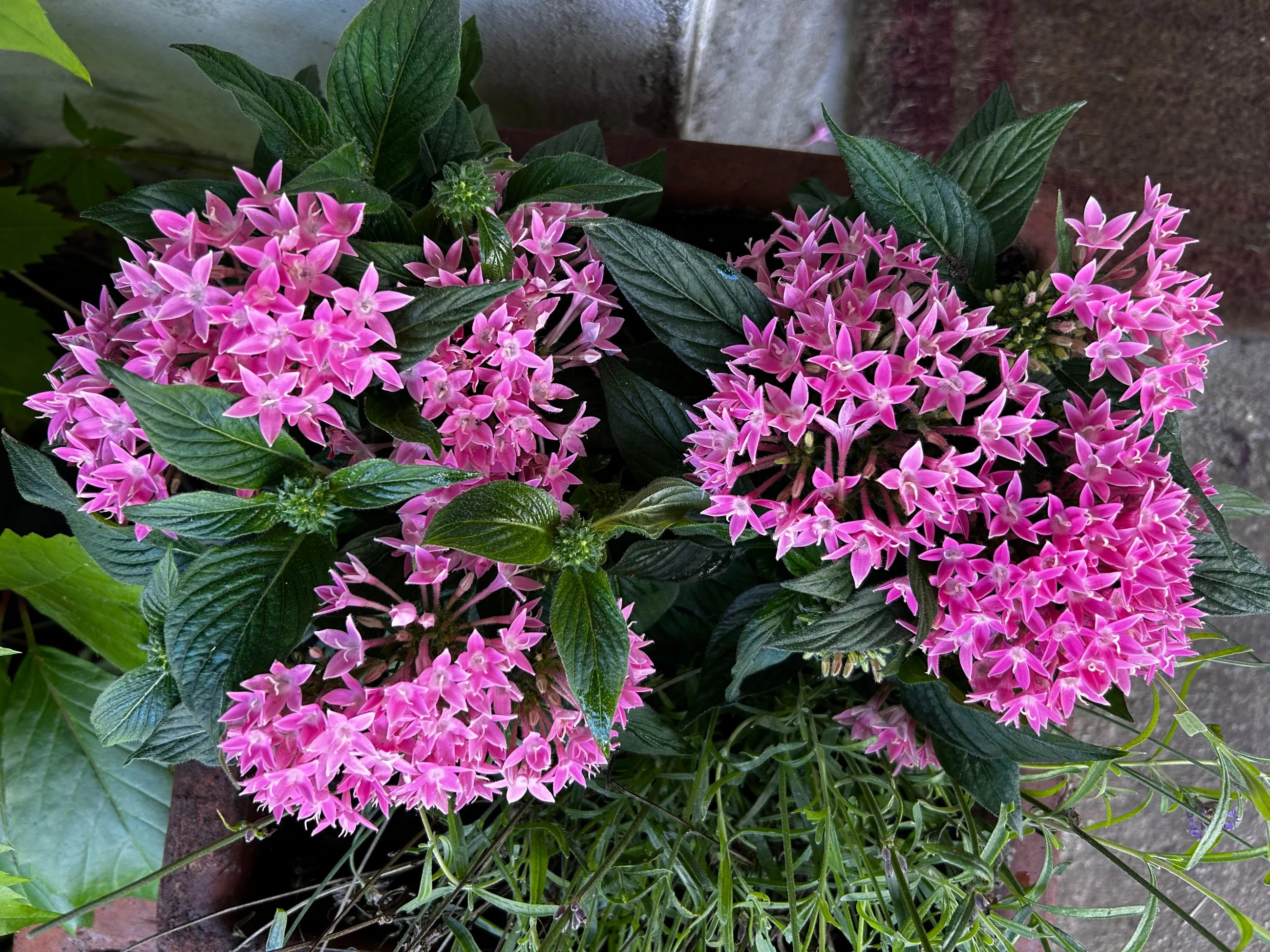 Piętak lancetowaty  / Pentas lanceolata