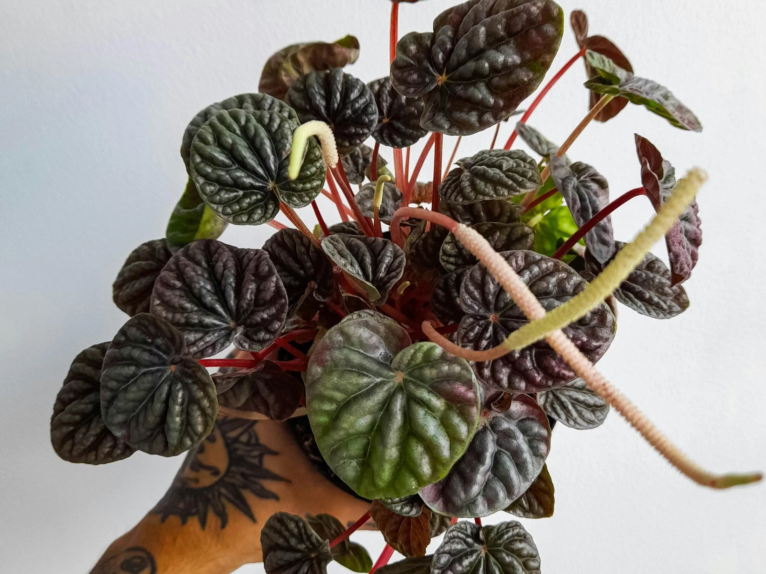 Peperomia caperata, czyli peperomia kędzierzawa