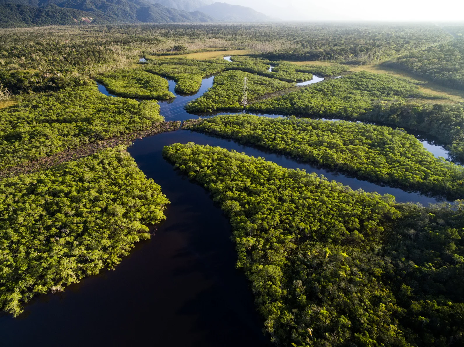 Amazonia, lasy deszczowe