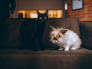 Photo of Rabbit and Cat on Sofa