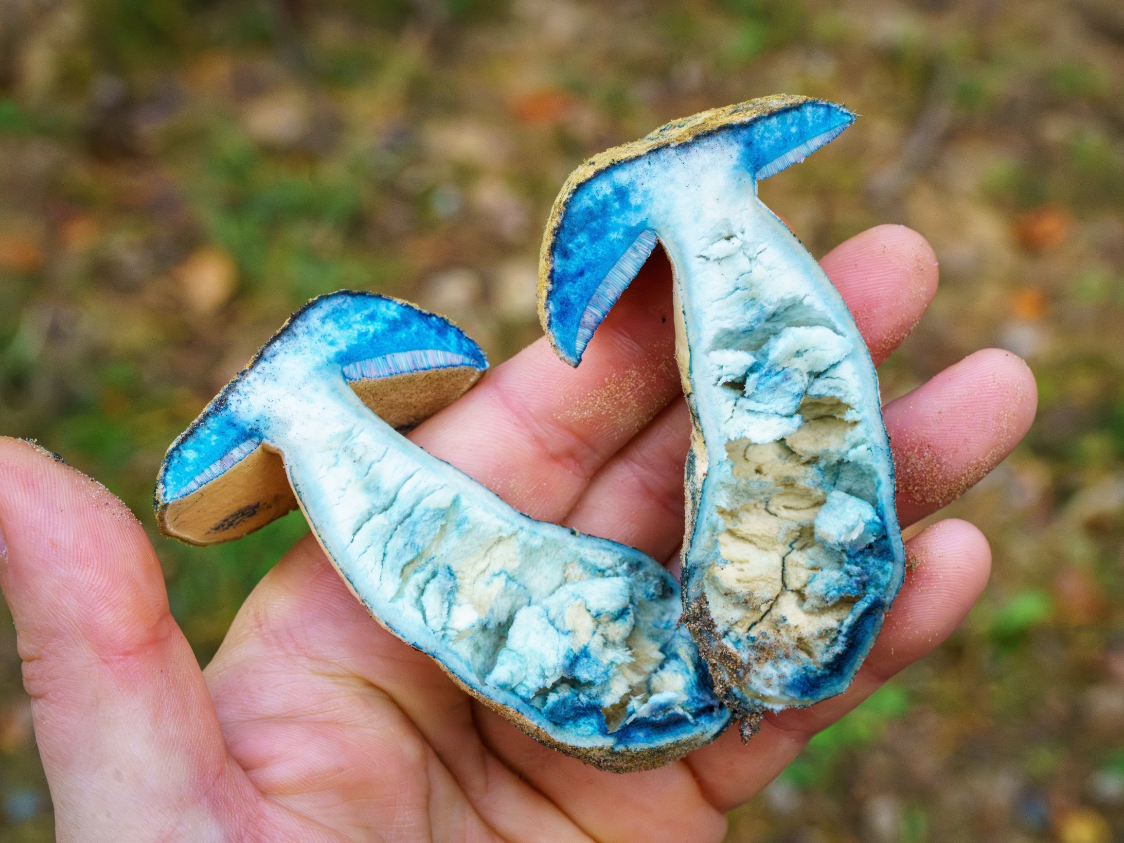 „Smerfny” grzyb w polskich lasach. Łatwo go przeoczyć, a to prawdziwy rarytas