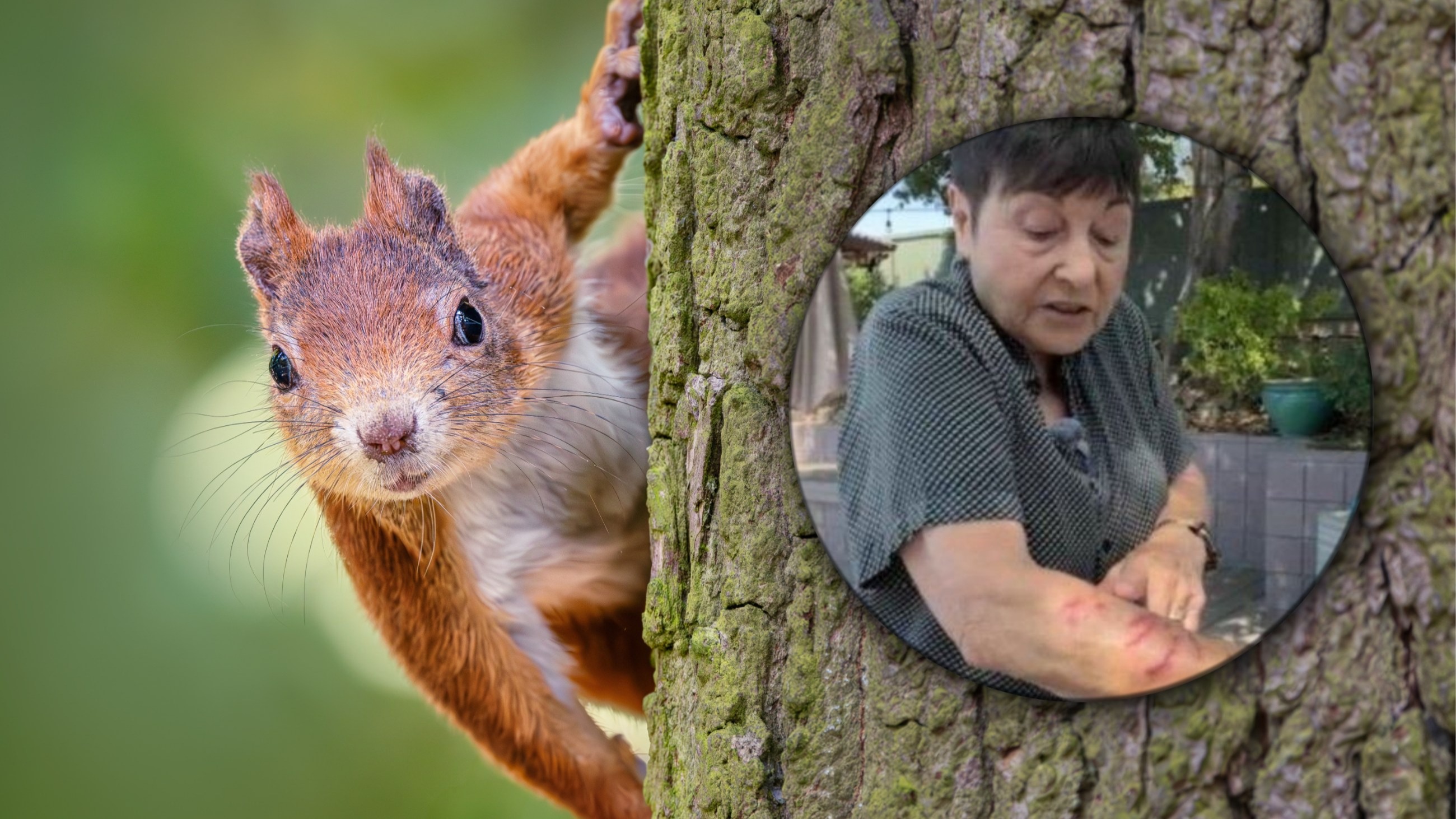 Pięć osób rannych, dwie w szpitalu. Wszystko przez wiewiórkę