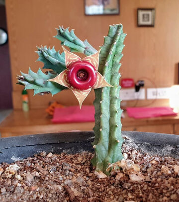 Pięknie kwitnący kaktus