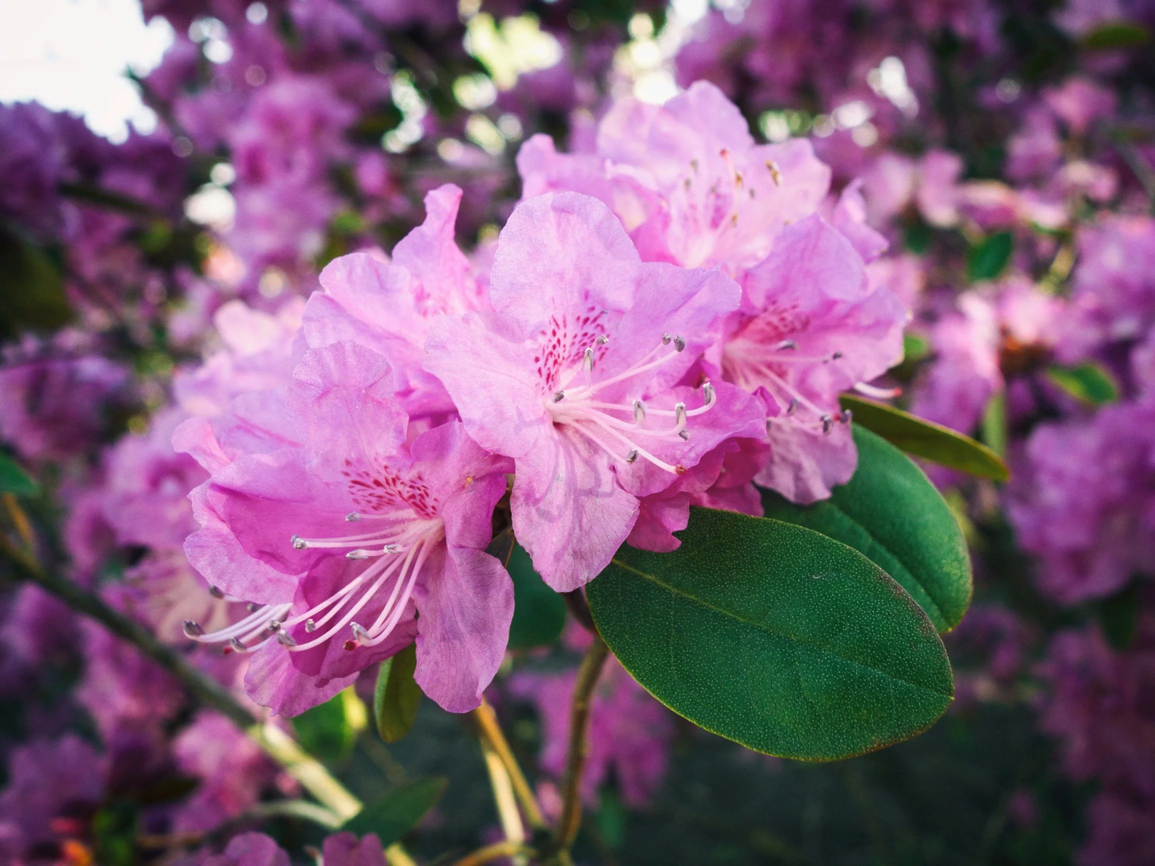 Rododendron