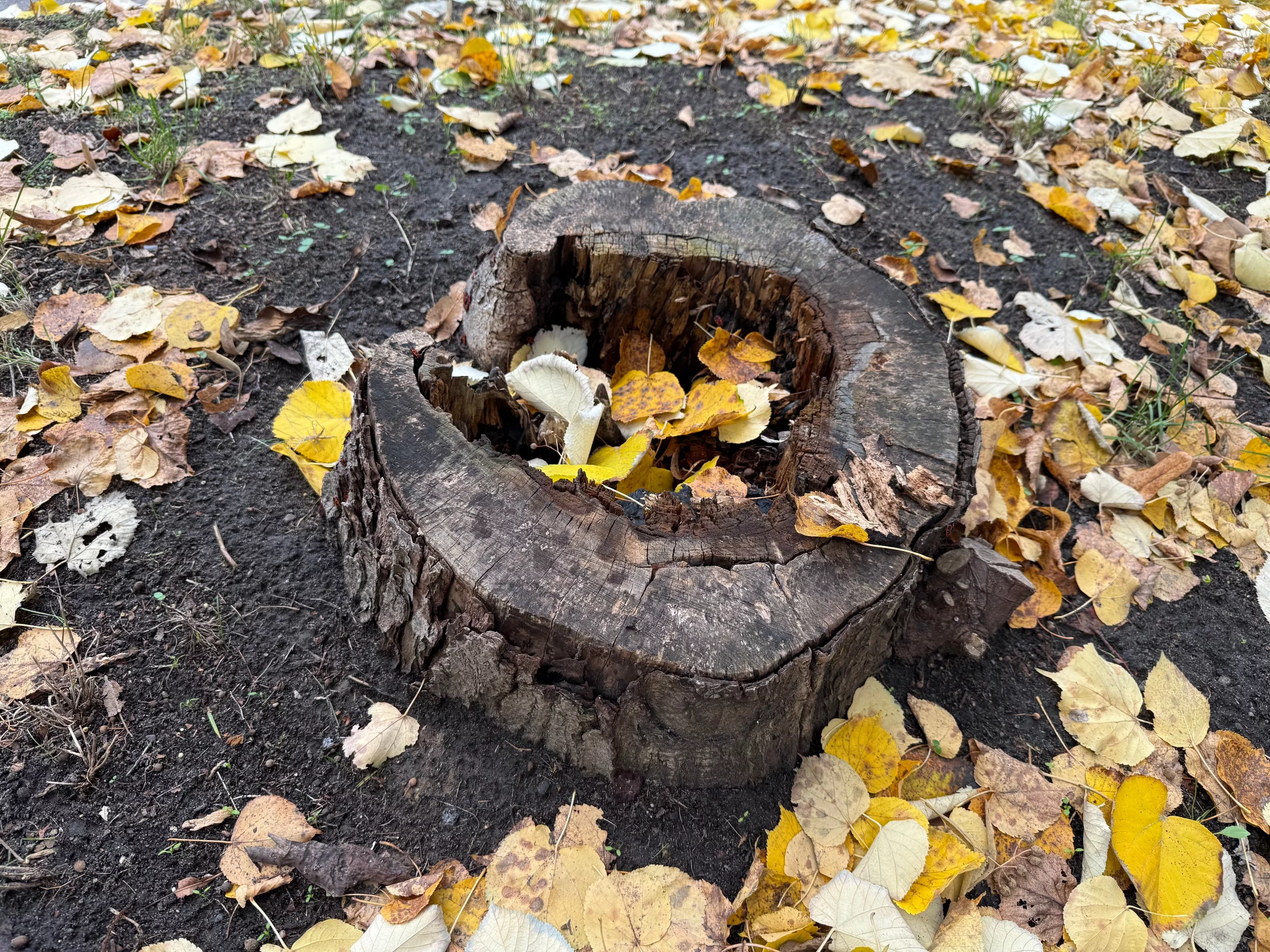 Prosty sposób na usunięcie pnia po ściętym drzewie
