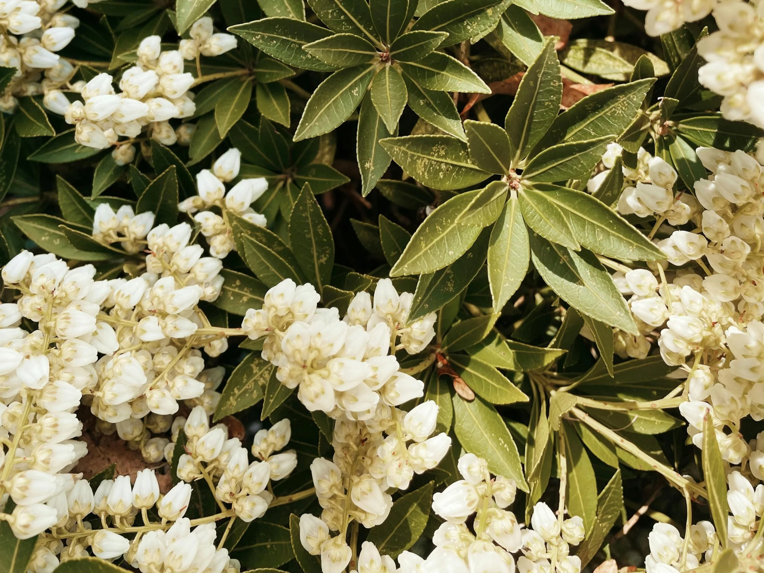 Pieris japoński w pełni kwitnienia – delikatne, dzwonkowate kwiaty kontrastują z błyszczącymi, zimozielonymi liśćmi, tworząc efekt dekoracyjny przez cały rok