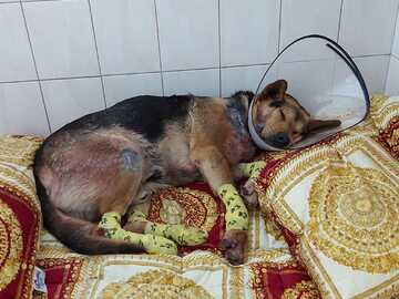 Pies Brego po operacji w schronisku, w 2021 roku