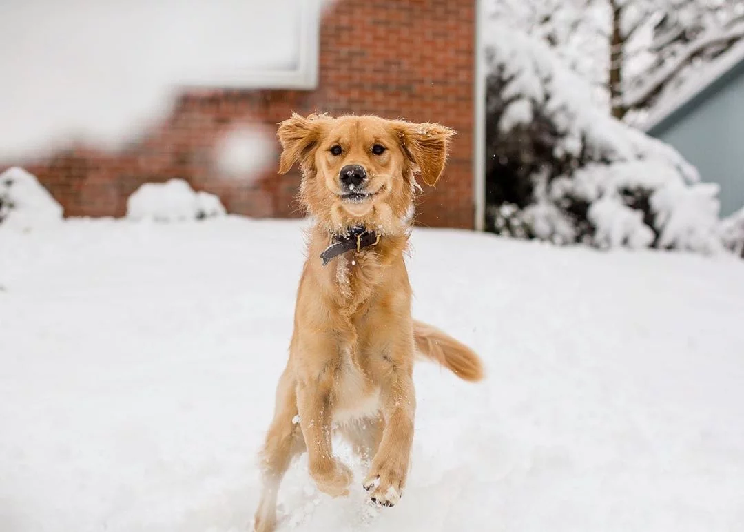 Golden retriever Moose