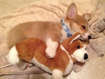 Pies i jego ukochana zabawka
