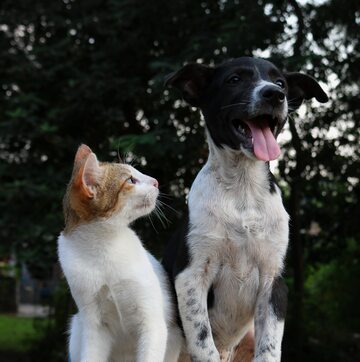 Pies i kot, zdj. ilustracyjne