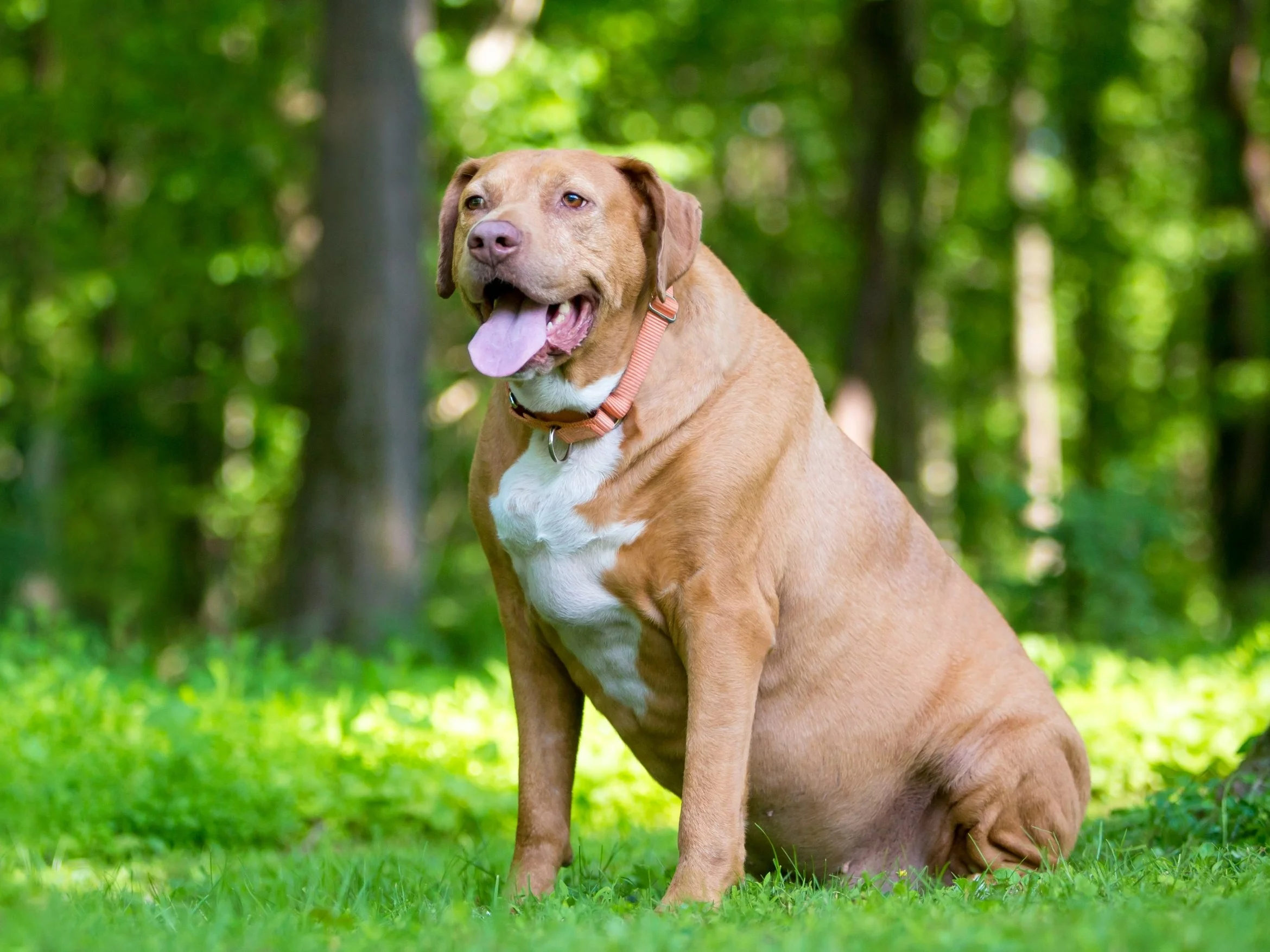 Pies, zdjęcie ilustracyjne